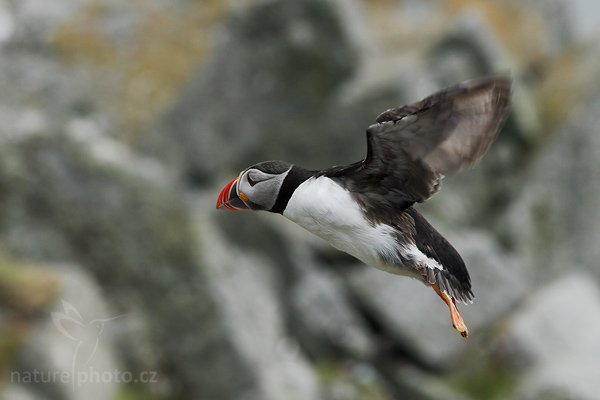 Papuchalk bělobradý (Fratercula artica), Papuchalk bělobradý (Fratercula artica), Atlantic Puffin, (Autor: Ondřej Prosický| NaturePhoto.cz, Model: Canon EOS 30D, Objektiv: Canon EF 200mm f/2.8 L USM,Ohnisková vzdálenost (EQ35mm): 320 mm, fotografováno z ruky, Clona: 7.1, Doba expozice: 1/1250 s, ISO: 250, Kompenzace expozice: 0, Blesk: Ne, Blesk podrobně: Ne, Vytvořeno: 1. července 2007 15:37:41, Kaldekloven, ostrov Runde (Norsko)