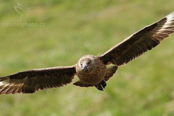 Chaluha velká (Stercorarius skua), Chaluha velká (Stercorarius skua), Great Skua, Autor: Ondřej Prosický| NaturePhoto.cz, Model: Canon EOS 30D, Objektiv: Canon EF 200mm f/2.8 L USM + TC Canon 1,4x,Ohnisková vzdálenost (EQ35mm): 448 mm, fotografováno z ruky, Clona: 5.6, Doba expozice: 1/500 s, ISO: 250, Kompenzace expozice: +2/3, Blesk: Ne, Blesk podrobně: Ne, Vytvořeno: 3. července 2007 11:44:36, ostrov Runde (Norsko)