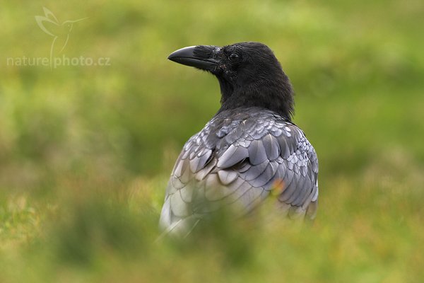 Krkavec velký (Corvus corax), Krkavec velký (Corvus corax), Raven, Autor: Ondřej Prosický| NaturePhoto.cz, Model: Canon EOS 20D, Objektiv: Canon EF 400mm f/5.6 L USM,Ohnisková vzdálenost (EQ35mm): 640 mm, fotografováno z ruky, Clona: 7.1, Doba expozice: 1/250 s, ISO: 400, Kompenzace expozice: +1/3, Blesk: Ano, Vytvořeno: 3. července 2007 17:34:23, ostrov Runde (Norsko)