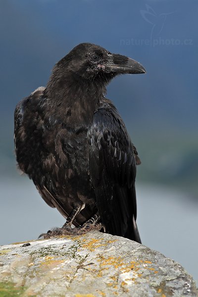 Krkavec velký (Corvus corax), Krkavec velký (Corvus corax), Raven, Autor: Ondřej Prosický| NaturePhoto.cz, Model: Canon EOS 30D, Objektiv: Canon EF 400mm f/5.6 L USM,Ohnisková vzdálenost (EQ35mm): 320 mm, fotografováno z ruky, Clona: 5.0, Doba expozice: 1/500 s, ISO: 160, Kompenzace expozice: 0, Blesk: Ano, Vytvořeno: 4. července 2007 13:02:35, ostrov Runde (Norsko)