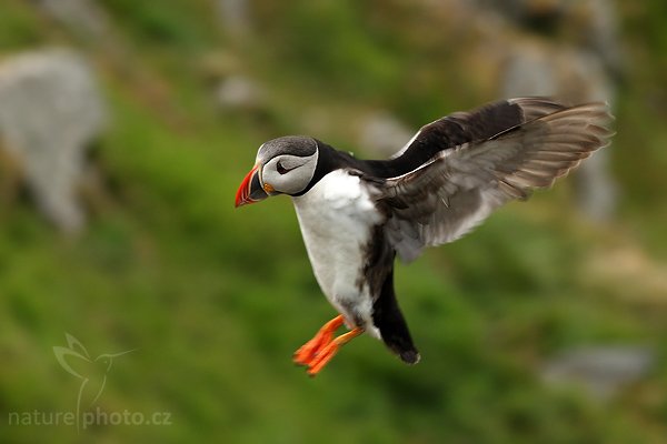 Papuchalk bělobradý (Fratercula artica), Papuchalk bělobradý (Fratercula artica), Atlantic Puffin, (Autor: Ondřej Prosický| NaturePhoto.cz, Model: Canon EOS 30D, Objektiv: Canon EF 200mm f/2.8 L USM,Ohnisková vzdálenost (EQ35mm): 320 mm, fotografováno z ruky, Clona: 7.1, Doba expozice: 1/250 s, ISO: 400, Kompenzace expozice: -1/3, Blesk: Ne, Vytvořeno: 3. července 2007 18:02:16, Kaldekloven, ostrov Runde (Norsko)