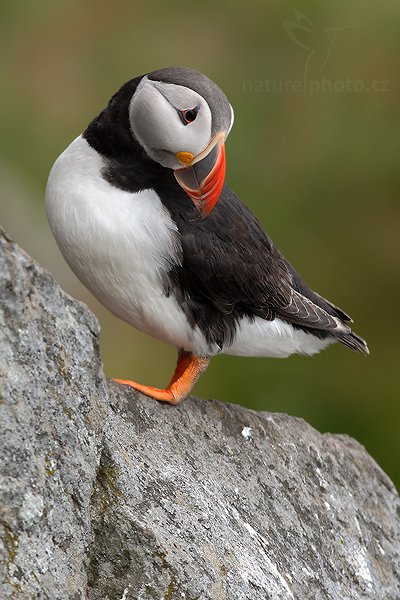 Papuchalk bělobradý (Fratercula artica), Papuchalk bělobradý (Fratercula artica), Atlantic Puffin, (Autor: Ondřej Prosický| NaturePhoto.cz, Model: Canon EOS 30D, Objektiv: Canon EF 400mm f/5.6 L USM,Ohnisková vzdálenost (EQ35mm): 640 mm, stativ Gitzo 1227 LVL, Clona: 7.1, Doba expozice: 1/250 s, ISO: 200, Kompenzace expozice: +1/3, Blesk: Ne, Vytvořeno: 2. července 2007 16:25:08, Kaldekloven, ostrov Runde (Norsko)