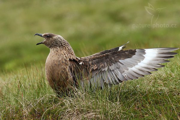 Chaluha velká (Stercorarius skua), Chaluha velká (Stercorarius skua), Great Skua, Autor: Ondřej Prosický| NaturePhoto.cz, Model: Canon EOS 30D, Objektiv: Canon EF 200mm f/2.8 L USM + TC Canon 1,4x,Ohnisková vzdálenost (EQ35mm): 448 mm, stativ Gitzo 1227 LVL, Clona: 5.6, Doba expozice: 1/400 s, ISO: 320, Kompenzace expozice: +1/3, Blesk: Ne, Blesk podrobně: Ne, Vytvořeno: 3. července 2007 10:31:48, ostrov Runde (Norsko)