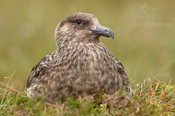 Chaluha velká (Stercorarius skua), Chaluha velká (Stercorarius skua), Great Skua, Autor: Ondřej Prosický| NaturePhoto.cz, Model: Canon EOS 20D, Objektiv: Canon EF 400mm f/5.6 L USM,Ohnisková vzdálenost (EQ35mm): 640 mm, stativ Gitzo 1227 LVL, Clona: 5.6, Doba expozice: 1/400 s, ISO: 400, Kompenzace expozice: +1, Blesk: Ne, Blesk podrobně: Ne, Vytvořeno: 3. července 2007 17:18:16, ostrov Runde (Norsko)