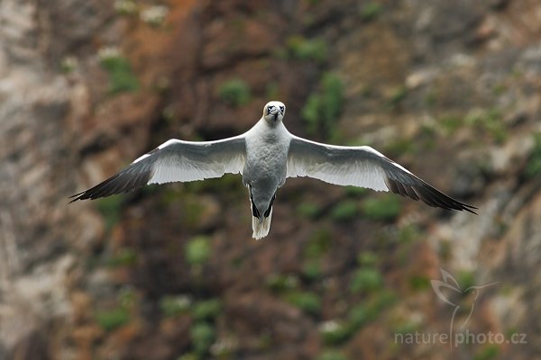 Terej bílý (Morus bassanus), Terej bílý (Morus bassanus), Northern Gannet, Autor: Ondřej Prosický| NaturePhoto.cz, Model: Canon EOS 30D, Objektiv: Canon EF 400mm f/5.6 L USM,Ohnisková vzdálenost (EQ35mm): 640 mm, fotografováno z ruky, Clona: 7.1, Doba expozice: 1/800 s, ISO: 400, Kompenzace expozice: -1/3, Blesk: Ne, Blesk podrobně: Ne, Vytvořeno: 5. července 2007 19:10:51, ostrov Runde (Norsko)