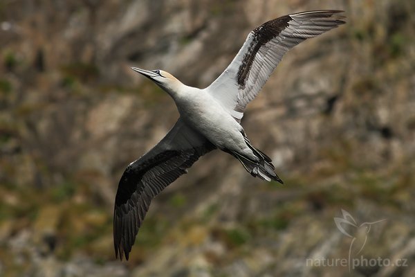 Terej bílý (Morus bassanus), Terej bílý (Morus bassanus), Northern Gannet, Autor: Ondřej Prosický| NaturePhoto.cz, Model: Canon EOS 30D, Objektiv: Canon EF 400mm f/5.6 L USM,Ohnisková vzdálenost (EQ35mm): 640 mm, fotografováno z ruky, Clona: 7.1, Doba expozice: 1/2000 s, ISO: 400, Kompenzace expozice: -1/3, Blesk: Ne, Blesk podrobně: Ne, Vytvořeno: 5. července 2007 19:09:05, Kaldekloven, ostrov Runde (Norsko)