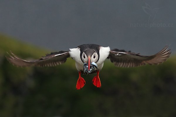 Papuchalk bělobradý (Fratercula artica), Papuchalk bělobradý (Fratercula artica), Atlantic Puffin, (Autor: Ondřej Prosický| NaturePhoto.cz, Model: Canon EOS 30D, Objektiv: Canon EF 200mm f/2.8 L USM,Ohnisková vzdálenost (EQ35mm): 320 mm, fotografováno z ruky, Clona: 7.1, Doba expozice: 1/1000 s, ISO: 500, Kompenzace expozice: 0, Blesk: Ne, Blesk podrobně: Ne, Vytvořeno: 2. července 2007 17:52:24, Kaldekloven, ostrov Runde (Norsko)