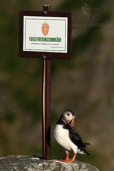 Papuchalk bělobradý (Fratercula artica), Papuchalk bělobradý (Fratercula artica), Atlantic Puffin, Autor: Ondřej Prosický| NaturePhoto.cz, Model: Canon EOS 30D, Objektiv: Canon EF 200mm f/2.8 L USM,Ohnisková vzdálenost (EQ35mm): 320 mm, fotografováno z ruky, Clona: 5.0, Doba expozice: 1/4000 s, ISO: 400, Kompenzace expozice: -2/3, Blesk: Ne, Blesk podrobně: Ne, Vytvořeno: 6. července 2007 20:23:36, ostrov Runde (Norsko)