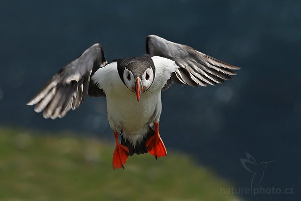 Papuchalk bělobradý (Fratercula artica), Papuchalk bělobradý (Fratercula artica), Atlantic Puffin, (Autor: Ondřej Prosický| NaturePhoto.cz, Model: Canon EOS 30D, Objektiv: Canon EF 200mm f/2.8 L USM,Ohnisková vzdálenost (EQ35mm): 320 mm, fotografováno z ruky, Clona: 7.1, Doba expozice: 1/1250 s, ISO: 200, Kompenzace expozice: 0, Blesk: Ne, Blesk podrobně: Ne, Vytvořeno: 1. července 2007 16:23:54, ostrov Runde (Norsko)