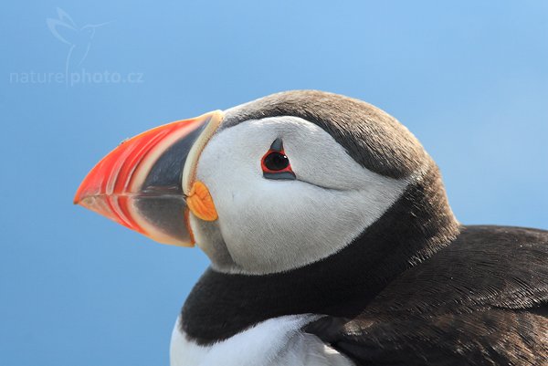 Papuchalk bělobradý (Fratercula artica), Papuchalk bělobradý (Fratercula artica), Atlantic Puffin, Autor: Ondřej Prosický| NaturePhoto.cz, Model: Canon EOS 30D, Objektiv: Canon EF 400mm f/5.6 L USM,Ohnisková vzdálenost (EQ35mm): 320 mm, stativ Gitzo 1227 LVL, Clona: 7.1, Doba expozice: 1/250 s, ISO: 125, Kompenzace expozice: -1/3, Blesk: Ano, Vytvořeno: 1. července 2007 17:21:59, Kaldekloven, ostrov Runde (Norsko)