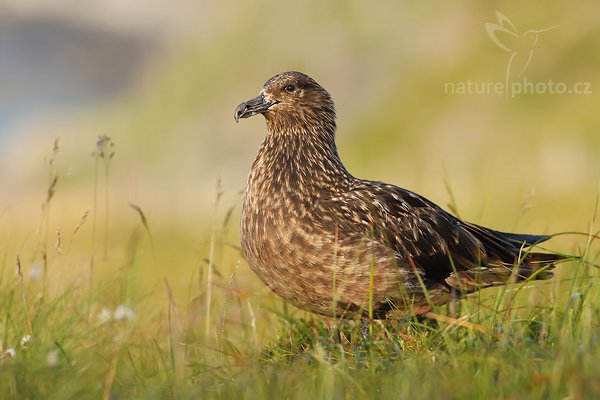 Chaluha velká (Stercorarius skua), Chaluha velká (Stercorarius skua), Great Skua, Autor: Ondřej Prosický| NaturePhoto.cz, Model: Canon EOS 30D, Objektiv: Canon EF 400mm f/5.6 L USM,Ohnisková vzdálenost (EQ35mm): 640 mm, stativ Gitzo 1227 LVL, Clona: 6.3, Doba expozice: 1/320 s, ISO: 200, Kompenzace expozice: +1/3, Blesk: Ne, Blesk podrobně: Ne, Vytvořeno: 6. července 2007 21:23:36, ostrov Runde (Norsko)