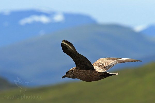 Chaluha velká (Stercorarius skua), Chaluha velká (Stercorarius skua), Great Skua, Autor: Ondřej Prosický| NaturePhoto.cz, Model: Canon EOS 30D, Objektiv: Canon EF 400mm f/5.6 L USM,Ohnisková vzdálenost (EQ35mm): 448 mm, fotografováno z ruky, Clona: 5.6, Doba expozice: 1/1250 s, ISO: 250, Kompenzace expozice: 0, Blesk: Ne, Vytvořeno: 3. července 2007 11:44:25, ostrov Runde (Norsko)