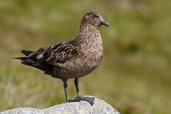 Chaluha velká (Stercorarius skua), Chaluha velká (Stercorarius skua), Great Skua, Autor: Ondřej Prosický| NaturePhoto.cz, Model: Canon EOS 30D, Objektiv: Canon EF 400mm f/5.6 L USM,Ohnisková vzdálenost (EQ35mm): 640 mm, fotografováno z ruky, Clona: 6.3, Doba expozice: 1/800 s, ISO: 250, Kompenzace expozice: +1/3, Blesk: Ne, Blesk podrobně: Ne, Vytvořeno: 2. července 2007 14:32:32, ostrov Runde (Norsko)