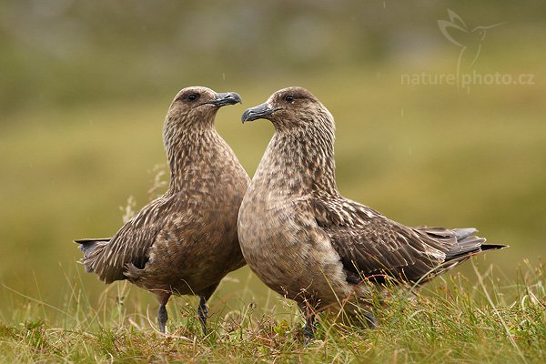 Chaluha velká (Stercorarius skua), Chaluha velká (Stercorarius skua), Great Skua, Autor: Ondřej Prosický| NaturePhoto.cz, Model: Canon EOS 20D, Objektiv: Canon EF 400mm f/5.6 L USM,Ohnisková vzdálenost (EQ35mm): 640 mm, fotografováno z ruky, Clona: 5.6, Doba expozice: 1/400 s, ISO: 400, Kompenzace expozice: +2/3, Blesk: Ne, Vytvořeno: 3. července 2007 16:49:36, ostrov Runde (Norsko)