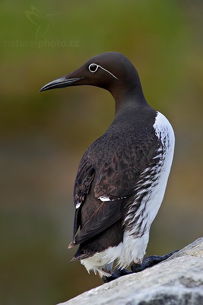 Alkoun úzkozobý (Uria aalge), Alkoun úzkozobý (Uria aalge), Common Guillemot, Autor: Ondřej Prosický| NaturePhoto.cz, Model: Canon EOS 30D, Objektiv: Canon EF 400mm f/5.6 L USM,Ohnisková vzdálenost (EQ35mm): 640 mm, fotografováno z ruky, Clona: 7.1, Doba expozice: 1/250 s, ISO: 250, Kompenzace expozice: -1/3, Blesk: Ne, Blesk podrobně: Ne, Vytvořeno: 5. července 2007 19:29:23, ostrov Runde (Norsko)