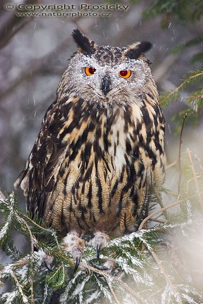 Výr velký (Bubo bubo), Výr velký (Bobo bubo), Autor: Ondřej Prosický, Model aparátu: Canon EOS 300D DIGITAL, Objektiv: Canon EF 400mm f/5.6 L USM, Ohnisková vzdálenost: 400.00 mm, Clona: 5.60, Doba expozice: 1/200 s, ISO: 100, Vyvážení expozice: 0.38, Blesk: Ano, Workshop "Fotografování ptáků v přírodě" 