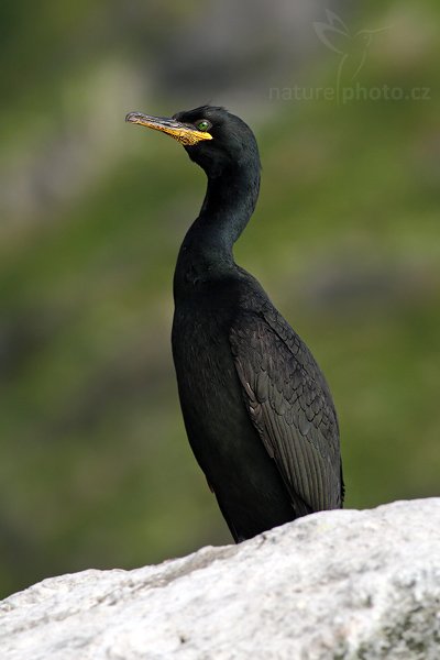 Kormorán chocholatý (Phalacrocorax aristotelis), Kormorán chocholatý (Phalacrocorax aristotelis), Common Shag, Autor: Ondřej Prosický| NaturePhoto.cz, Model: Canon EOS 30D, Objektiv: Canon EF 400mm f/5.6 L USM,Ohnisková vzdálenost (EQ35mm): 640 mm, fotografováno z ruky, Clona: 6.3, Doba expozice: 1/640 s, ISO: 400, Kompenzace expozice: -2/3, Blesk: Ne, Blesk podrobně: Ne, Vytvořeno: 5. července 2007 18:49:54, ostrov Runde (Norsko)