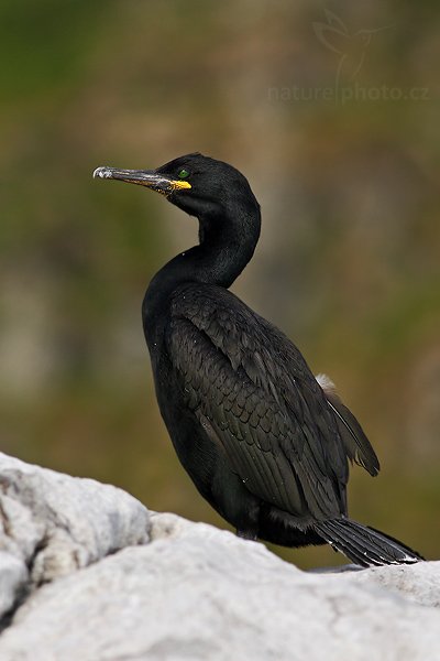 Kormorán chocholatý (Phalacrocorax aristotelis), Kormorán chocholatý (Phalacrocorax aristotelis), Common Shag, Autor: Ondřej Prosický | NaturePhoto.cz, Model: Canon EOS 30D, Objektiv: Canon EF 400mm f/5.6 L USM,Ohnisková vzdálenost (EQ35mm): 640 mm, fotografováno z ruky, Clona: 6.3, Doba expozice: 1/800 s, ISO: 400, Kompenzace expozice: -2/3, Blesk: Ne, Vytvořeno: 5. července 2007 18:49:10, ostrov Runde (Norsko)