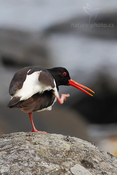 Ústřičník velký (Haematopus ostralegus), Ústřičník velký (Heamatopus ostralegus), Oystercatcher, Autor: Ondřej Prosický| NaturePhoto.cz, Model: Canon EOS 30D, Objektiv: Canon EF 400mm f/5.6 L USM,Ohnisková vzdálenost (EQ35mm): 640 mm, fotografováno z ruky, Clona: 9.0, Doba expozice: 1/160 s, ISO: 100, Kompenzace expozice: 0, Blesk: Ne, Vytvořeno: 2. července 2007 11:21:56, Kaldekloven, ostrov Runde (Norsko)