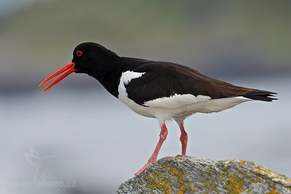 Ústřičník velký (Heamatopus ostralegus), Ústřičník velký (Heamatopus ostralegus), Oystercatcher, Autor: Ondřej Prosický| NaturePhoto.cz, Model: Canon EOS 30D, Objektiv: Canon EF 400mm f/5.6 L USM,Ohnisková vzdálenost (EQ35mm): 640 mm, fotografováno z ruky, Clona: 6.3, Doba expozice: 1/250 s, ISO: 160, Kompenzace expozice: -2/3, Blesk: Ano, Vytvořeno: 5. července 2007 16:47:11, Kaldekloven, ostrov Runde (Norsko)