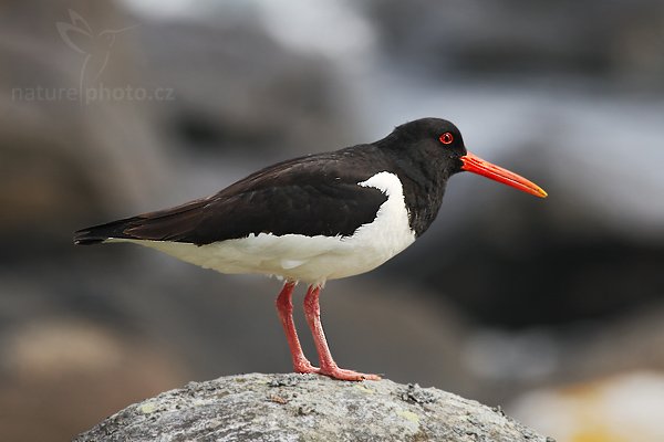 Ústřičník velký (Heamatopus ostralegus), Ústřičník velký (Heamatopus ostralegus), Oystercatcher, Autor: Ondřej Prosický | NaturePhoto.cz, Model: Canon EOS 30D, Objektiv: Canon EF 400mm f/5.6 L USM,Ohnisková vzdálenost (EQ35mm): 640 mm, fotografováno z ruky, Clona: 8.0, Doba expozice: 1/250 s, ISO: 100, Kompenzace expozice: -1, Blesk: Ano, Vytvořeno: 2. července 2007 11:18:26, ostrov Runde (Norsko)