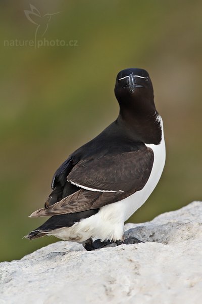 Alka malá (Alca torda), Alka malá (Alca torda), Razorbill Auks, Autor: Ondřej Prosický| NaturePhoto.cz, Model: Canon EOS 30D, Objektiv: Canon EF 400mm f/5.6 L USM,Ohnisková vzdálenost (EQ35mm): 640 mm, fotografováno z ruky, Clona: 8.0, Doba expozice: 1/250 s, ISO: 250, Kompenzace expozice: -1/3, Blesk: Ne, Blesk podrobně: Ne, Vytvořeno: 5. července 2007 19:28:12, ostrov Runde (Norsko)