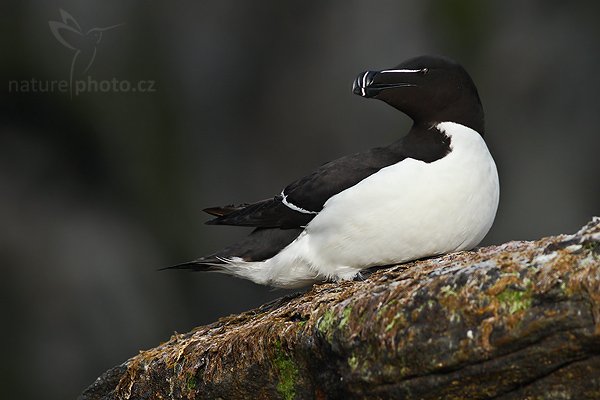 Alka malá (Alca torda), Alka malá (Alca torda), Auks Razorbill, Autor: Ondřej Prosický | NaturePhoto.cz, Model: Canon EOS 30D, Objektiv: Canon EF 400mm f/5.6 L USM,Ohnisková vzdálenost (EQ35mm): 640 mm, fotografováno z ruky, Clona: 6.3, Doba expozice: 1/1000 s, ISO: 400, Kompenzace expozice: -1/3, Blesk: Ne, Vytvořeno: 5. července 2007 18:50:50, ostrov Runde (Norsko)