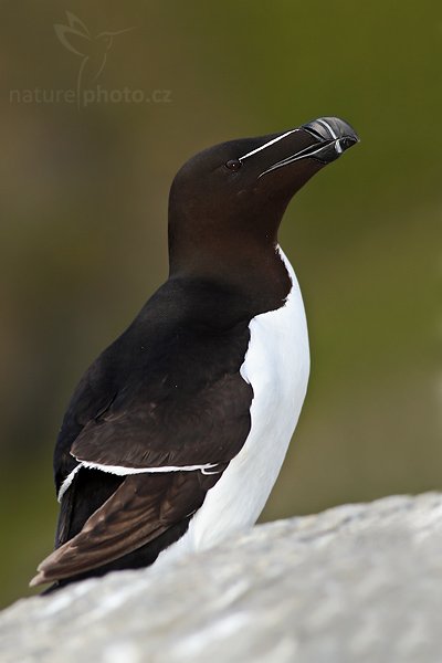 Alka malá (Alca torda), Alka malá (Alca torda), Razorbill Auks, Autor: Ondřej Prosický | NaturePhoto.cz, Model: Canon EOS 30D, Objektiv: Canon EF 400mm f/5.6 L USM,Ohnisková vzdálenost (EQ35mm): 640 mm, fotografováno z ruky, Clona: 7.1, Doba expozice: 1/250 s, ISO: 250, Kompenzace expozice: -1/3, Blesk: Ano, Vytvořeno: 5. července 2007 19:28:36, ostrov Runde (Norsko)