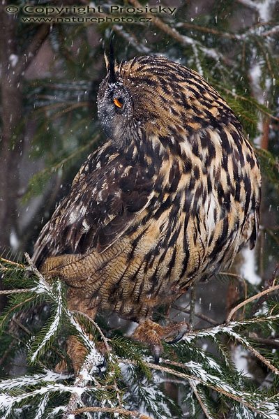 Výr velký (Bubo bubo), Výr velký (Bubo bubo), Autor: Ondřej Prosický, Model aparátu: Canon EOS 300D DIGITAL, Objektiv: Canon EF 400mm f/5.6 L USM, Ohnisková vzdálenost: 400.00 mm, Clona: 5.60, Doba expozice: 1/200 s, ISO: 100, Vyvážení expozice: 0.38, Blesk: Ano, Workshop "Fotografování ptáků v přírodě" 

