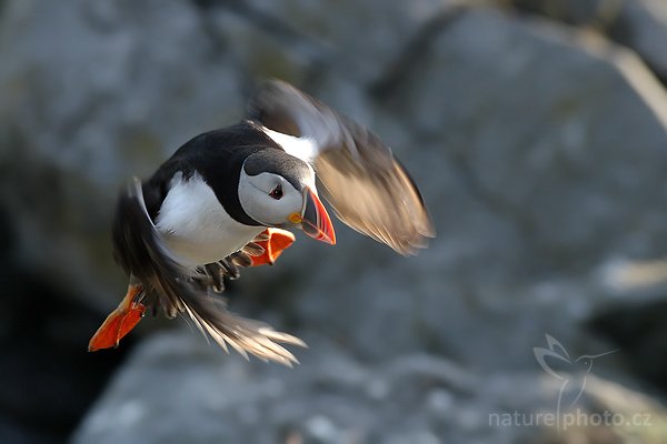 Papuchalk bělobradý (Fratercula artica), Papuchalk bělobradý (Fratercula artica), Atlantic Puffin, Autor: Ondřej Prosický | NaturePhoto.cz, Model: Canon EOS 30D, Objektiv: Canon EF 400mm f/5.6 L USM,Ohnisková vzdálenost (EQ35mm): 320 mm, fotografováno z ruky, Clona: 6.3, Doba expozice: 1/500 s, ISO: 400, Kompenzace expozice: -2/3, Blesk: Ne, Vytvořeno: 6. července 2007 20:24:49, Kaldekloven, ostrov Runde (Norsko)