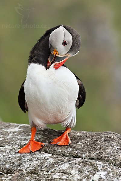 Papuchalk bělobradý (Fratercula artica), Papuchalk bělobradý (Fratercula artica), Atlantic Puffin, Autor: Ondřej Prosický | NaturePhoto.cz, Model: Canon EOS 30D, Objektiv: Canon EF 400mm f/5.6 L USM,Ohnisková vzdálenost (EQ35mm): 320 mm, fotografováno z ruky, Clona: 6.3, Doba expozice: 1/640 s, ISO: 250, Kompenzace expozice: 0, Blesk: Ne, Blesk podrobně: Ne, Vytvořeno: 1. července 2007 13:57:22, Kaldekloven, ostrov Runde (Norsko)