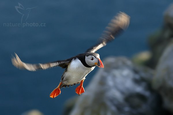 Papuchalk bělobradý (Fratercula artica), Papuchalk bělobradý (Fratercula artica), Atlantic Puffin, Autor: Ondřej Prosický | NaturePhoto.cz, Model: Canon EOS 30D, Objektiv: Canon EF 400mm f/5.6 L USM,Ohnisková vzdálenost (EQ35mm): 320 mm, fotografováno z ruky, Clona: 6.3, Doba expozice: 1/400 s, ISO: 400, Kompenzace expozice: -2/3, Blesk: Ne, Vytvořeno: 6. července 2007 20:24:48, Kaldekloven, ostrov Runde (Norsko)