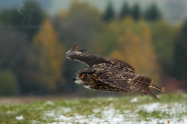 Výr velký (Bubo bubo), Výr velký (Bubo bubo), Eurasian Eagle Owl, Autor: Ondřej Prosický | NaturePhoto.cz, Model: Canon EOS-1D Mark III, Objektiv: Canon EF 200mm f/2.8 L USM,Ohnisková vzdálenost (EQ35mm): 260 mm, fotografováno z ruky, Clona: 4.0, Doba expozice: 1/640 s, ISO: 1250, Kompenzace expozice: 0, Blesk: Ne, Vytvořeno: 20. října 2007 16:31:20, sokolnicky vedený pták, Křižánky, Vysočina (Česko)