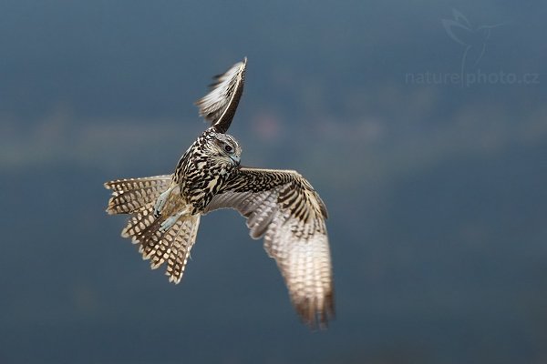 Raroh velký (Falco cherrug), Raroh velký (Falco cherrug), Saker Falcon, Autor: Ondřej Prosický | NaturePhoto.cz, Model: Canon EOS-1D Mark III, Objektiv: Canon EF 400mm f/5.6 L USM,Ohnisková vzdálenost (EQ35mm): 520 mm, fotografováno z ruky, Clona: 4.0, Doba expozice: 1/640 s, ISO: 1250, Kompenzace expozice: 0, Blesk: Ano, Vytvořeno: 20. října 2007 16:17:06, sokolnicky vedený pták, Křižánky, Vysočina (Česko)