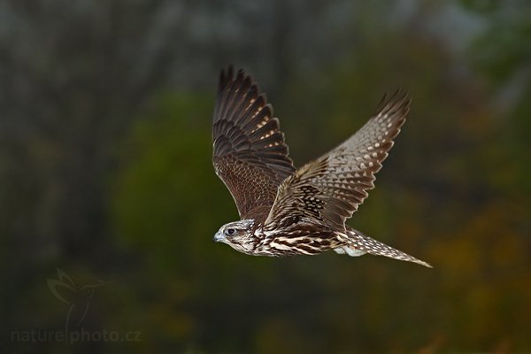 Raroh velký (Falco cherrug), Raroh velký (Falco cherrug), Saker Falcon, Autor: Ondřej Prosický | NaturePhoto.cz, Model: Canon EOS-1D Mark III, Objektiv: Canon EF 400mm f/5.6 L USM,Ohnisková vzdálenost (EQ35mm): 520 mm, fotografováno z ruky, Clona: 5.6, Doba expozice: 1/640 s, ISO: 1250, Kompenzace expozice: 0, Blesk: Ano, Vytvořeno: 20. října 2007 16:09:39, sokolnicky vedený pták, Křižánky, Vysočina (Česko)