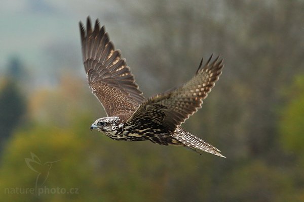 Raroh velký (Falco cherrug), Raroh velký (Falco cherrug), Saker Falcon, Autor: Ondřej Prosický | NaturePhoto.cz, Model: Canon EOS-1D Mark III, Objektiv: Canon EF 400mm f/5.6 L USM,Ohnisková vzdálenost (EQ35mm): 520 mm, fotografováno z ruky, Clona: 5.6, Doba expozice: 1/640 s, ISO: 1250, Kompenzace expozice: 0, Blesk: Ne, Vytvořeno: 20. října 2007 16:07:03, sokolnicky vedený pták, Křižánky, Vysočina (Česko)