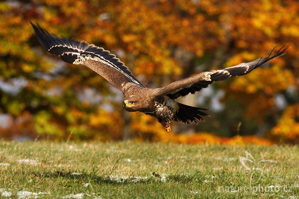 Orel stepní (Aquila nipalensis), Orel stepní (Aquila nipalensis), Steppe Eagle, Autor: Ondřej Prosický | NaturePhoto.cz, Model: Canon EOS-1D Mark III, Objektiv: Canon EF 400mm f/5.6 L USM,Ohnisková vzdálenost (EQ35mm): 520 mm, fotografováno z ruky, Clona: 7.1, Doba expozice: 1/1250 s, ISO: 400, Kompenzace expozice: -2/3, Blesk: Ne, Vytvořeno: 20. října 2007 15:14:01, sokolnicky vedený pták, Křižánky, Vysočina (Česko)