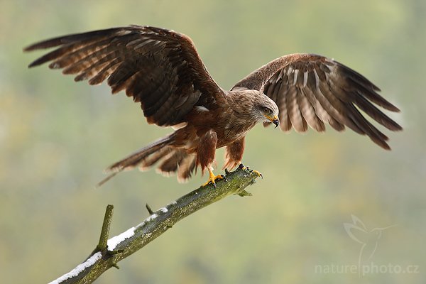 Luňák hnědý (Milvus migrans), Luňák hnědý (Milvus migrans), Black Kite, Autor: Ondřej Prosický | NaturePhoto.cz, Model: Canon EOS-1D Mark III, Objektiv: Canon EF 400mm f/5.6 L USM,Ohnisková vzdálenost (EQ35mm): 520 mm, fotografováno z ruky, Clona: 5.6, Doba expozice: 1/160 s, ISO: 400, Kompenzace expozice: +1/3, Blesk: Ne, Vytvořeno: 20. října 2007 11:14:21, sokolnicky vedený pták, Křižánky, Vysočina (Česko)