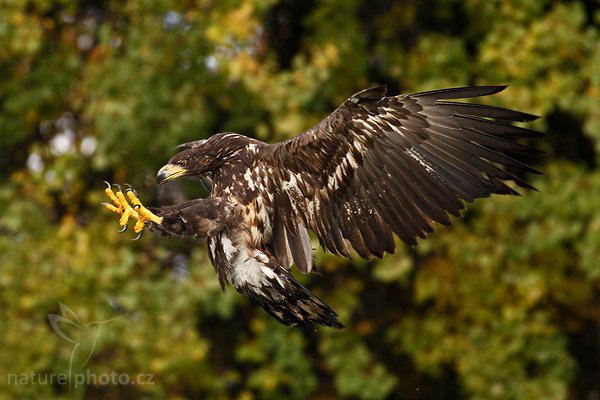 Orel mořský (Haliaeetus albicilla), Orel mořský (Haliaeetus albicilla), White-tailed Eagle, Autor: Ondřej Prosický | NaturePhoto.cz, Model: Canon EOS-1D Mark III, Objektiv: Canon EF 400mm f/5.6 L USM,Ohnisková vzdálenost (EQ35mm): 520 mm, fotografováno z ruky, Clona: 5.6, Doba expozice: 1/800 s, ISO: 640, Kompenzace expozice: -2/3, Blesk: Ne, Vytvořeno: 20. října 2007 15:10:11, sokolnicky vedený pták, Křižánky, Vysočina (Česko)