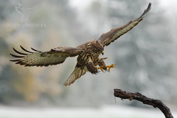 Káně lesní (Buteo buteo), Káně lesní (Buteo buteo), Common Buzzard, Autor: Ondřej Prosický | NaturePhoto.cz, Model: Canon EOS-1D Mark III, Objektiv: Canon EF 200mm f/2.8 L USM + TC Canon 1,4x, Ohnisková vzdálenost (EQ35mm): 364 mm, fotografováno z ruky, Clona: 5.0, Doba expozice: 1/640 s, ISO: 500, Kompenzace expozice: 0, Blesk: Ne, Vytvořeno: 21. října 2007 11:22:35, sokolnicky vedený pták, Křižánky, Vysočina (Česko)