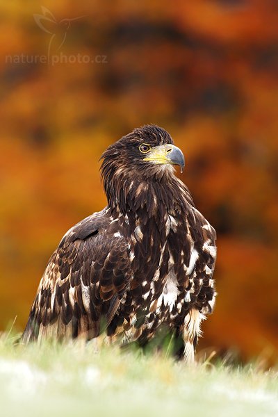 Orel mořský (Haliaeetus albicilla), Orel mořský (Haliaeetus albicilla), White-tailed Eagle, Autor: Ondřej Prosický | NaturePhoto.cz, Model: Canon EOS-1D Mark III, Objektiv: Canon EF 400mm f/5.6 L USM,Ohnisková vzdálenost (EQ35mm): 520 mm, fotografováno z ruky, Clona: 6.3, Doba expozice: 1/200 s, ISO: 800, Kompenzace expozice: -2/3, Blesk: Ne, Vytvořeno: 20. října 2007 15:01:44, sokolnicky vedený pták, Křižánky, Vysočina (Česko)