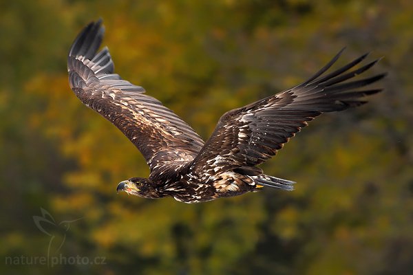 Orel mořský (Haliaeetus albicilla), Orel mořský (Haliaeetus albicilla), White-tailed Eagle, Autor: Ondřej Prosický | NaturePhoto.cz, Model: Canon EOS-1D Mark III, Objektiv: Canon EF 400mm f/5.6 L USM,Ohnisková vzdálenost (EQ35mm): 520 mm, fotografováno z ruky, Clona: 6.3, Doba expozice: 1/500 s, ISO: 640, Kompenzace expozice: -1/3, Blesk: Ne, Vytvořeno: 20. října 2007 14:31:34, sokolnicky vedený pták, Křižánky, Vysočina (Česko)