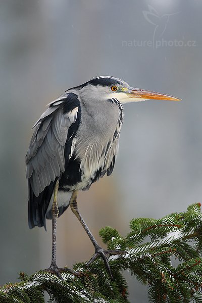 Volavka popelavá (Ardea cinerea), Volavka popelavá (Ardea cinerea), Grey Heron, Autor: Ondřej Prosický | NaturePhoto.cz, Model: Canon EOS-1D Mark III, Objektiv: Canon EF 400mm f/5.6 L USM,Ohnisková vzdálenost (EQ35mm): 520 mm, stativ Gitzo 1227 LVL, Clona: 5.6, Doba expozice: 1/250 s, ISO: 320, Kompenzace expozice: -1/3, Blesk: Ano, Vytvořeno: 20. října 2007 9:56:31, ochočený pták, Křižánky, Vysočina (Česko)