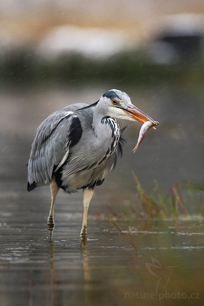 Volavka popelavá (Ardea cinerea), Volavka popelavá (Ardea cinerea), Grey Heron, Autor: Ondřej Prosický | NaturePhoto.cz, Model: Canon EOS-1D Mark III, Objektiv: Canon EF 400mm f/5.6 L USM,Ohnisková vzdálenost (EQ35mm): 520 mm, stativ Gitzo 1227 LVL, Clona: 5.6, Doba expozice: 1/320 s, ISO: 500, Kompenzace expozice: -1/3, Blesk: Ne, Vytvořeno: 20. října 2007 9:35:41, ochočený pták, Křižánky, Vysočina (Česko)