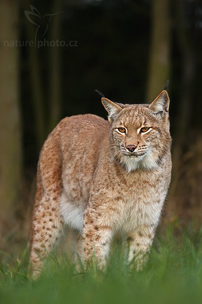 Rys ostrovid (Lynx lynx), Rys ostrovid (Lynx lynx), Eurasian Lynx, Autor: Ondřej Prosický | NaturePhoto.cz, Model: Canon EOS-1D Mark III, Objektiv: Canon EF 400mm f/5.6 L USM,Ohnisková vzdálenost (EQ35mm): 520 mm, stativ Gitzo 1227 LVL, Clona: 5.6, Doba expozice: 1/250 s, ISO: 400, Kompenzace expozice: -1, Blesk: Ne, Vytvořeno: 19. října 2007 16:43:30, ochočená šelma, Pavlov, Vysočina (Česko)