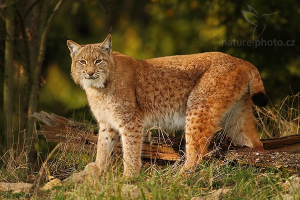 Rys ostrovid (Lynx lynx), Rys ostrovid (Lynx lynx), Eurasian Lynx, Autor: Ondřej Prosický | NaturePhoto.cz, Model: Canon EOS-1D Mark III, Objektiv: Canon EF 400mm f/5.6 L USM,Ohnisková vzdálenost (EQ35mm): 520 mm, stativ Gitzo 1227 LVL, Clona: 5.6, Doba expozice: 1/800 s, ISO: 400, Kompenzace expozice: -2/3, Blesk: Ne, Vytvořeno: 19. října 2007 16:20:30, ochočená šelma, Pavlov, Vysočina (Česko)