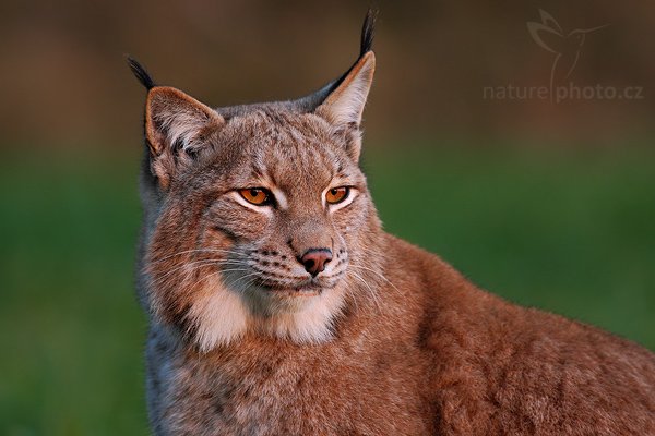 Rys ostrovid (Lynx lynx), Rys ostrovid (Lynx lynx), Eurasian Lynx, Autor: Ondřej Prosický | NaturePhoto.cz, Model: Canon EOS-1D Mark III, Objektiv: Canon EF 400mm f/5.6 L USM,Ohnisková vzdálenost (EQ35mm): 520 mm, stativ Gitzo 1227 LVL, Clona: 5.6, Doba expozice: 1/250 s, ISO: 1000, Kompenzace expozice: -1, Blesk: Ne, Vytvořeno: 19. října 2007 17:45:56, ochočená šelma, Pavlov, Vysočina (Česko)