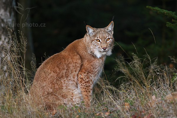 Rys ostrovid (Lynx lynx), Rys ostrovid (Lynx lynx), Eurasian Lynx, Autor: Ondřej Prosický | NaturePhoto.cz, Model: Canon EOS-1D Mark III, Objektiv: Canon EF 400mm f/5.6 L USM,Ohnisková vzdálenost (EQ35mm): 520 mm, stativ Gitzo 1227 LVL, Clona: 5.6, Doba expozice: 1/125 s, ISO: 800, Kompenzace expozice: -2/3, Blesk: Ne, Vytvořeno: 19. října 2007 17:06:28, ochočená šelma, Pavlov, Vysočina (Česko)