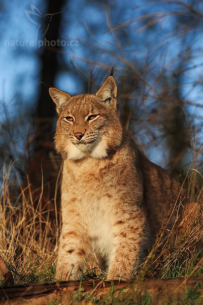 Rys ostrovid (Lynx lynx), Rys ostrovid (Lynx lynx), Eurasian Lynx, Autor: Ondřej Prosický | NaturePhoto.cz, Model: Canon EOS-1D Mark III, Objektiv: Canon EF 400mm f/5.6 L USM,Ohnisková vzdálenost (EQ35mm): 520 mm, stativ Gitzo 1227 LVL, Clona: 5.6, Doba expozice: 1/2000 s, ISO: 400, Kompenzace expozice: -1, Blesk: Ne, Vytvořeno: 19. října 2007 16:37:56, ochočená šelma, Pavlov, Vysočina (Česko)