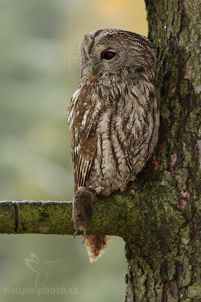 Puštík bělavý (Strix uralensis), Puštík bělavý (Strix uralensis), Ural Owl, Autor: Ondřej Prosický | NaturePhoto.cz, Model: Canon EOS-1D Mark III, Objektiv: Canon EF 400mm f/5.6 L USM,Ohnisková vzdálenost (EQ35mm): 520 mm, stativ Gitzo 1227 LVL, Clona: 5.6, Doba expozice: 1/30 s, ISO: 200, Kompenzace expozice: -1/3, Blesk: Ano, Vytvořeno: 21. října 2007 8:57:16, sokolnicky vedený pták, Křižánky, Vysočina (Česko)